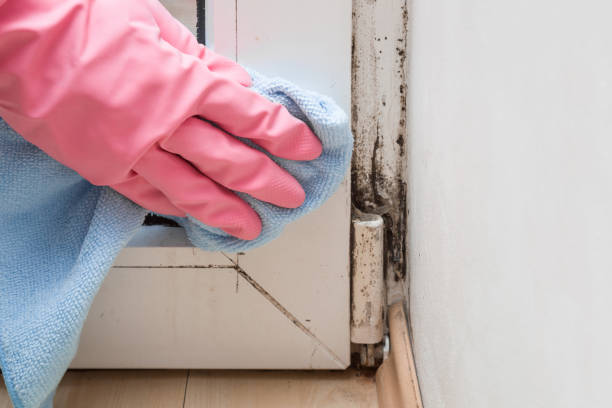 Best Mold Remediation for Specific Building Types in Chelsea, MA